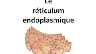 Le réticulum endoplasmique [upl. by Clava]