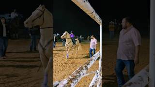 Rodeo in Laredo tx viralvideo shorts cowgirl horse music rodeo valentinasosa jdlpuma208 [upl. by Ahsirek]