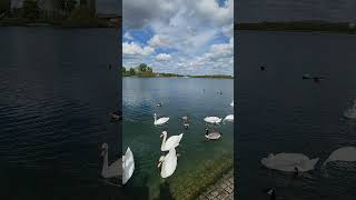 Relaxing Morning in Willen Lake  Summer Times in UK relaxing nature meditation londontamil [upl. by Vasilis]