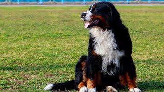 The Temperament of a Bernese Mountain Dog A Perfect Blend [upl. by Lalib609]