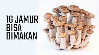 16 MACAM JAMUR YANG BISA DIMAKAN [upl. by Ylrebmek]