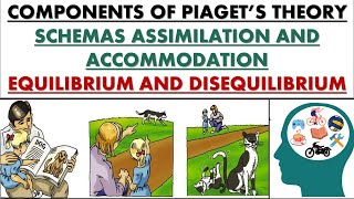 Basic components of Piagets theory schema AssimilationAccommodationEquilibriumDisequilibrium [upl. by Octavla]