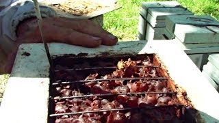 How to Collect Honey from a Stingless Bee Hive  Sugarbag Native Bees [upl. by Faunia]