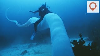 10 Crazy Sea Creatures And Where To Avoid Them [upl. by Etnovad798]