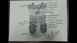 HOW TO DRAW TRANSVERSE SECTION OF DICOT STEM  BIOLOGY [upl. by Macnamara]