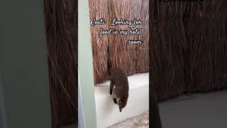 Coati looking for food in my hotel room [upl. by Einreb]