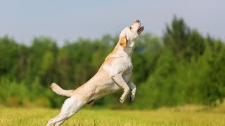 Chesapeake Bay Retrievers Guardians of Wildlife Refuges [upl. by Seugirdor]