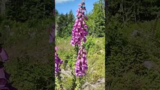 Foxgloves Hirsel windy conditions [upl. by Katrine]