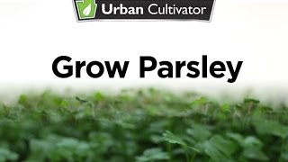 How to Grow Parsley Indoors  Urban Cultivator [upl. by Volnak]