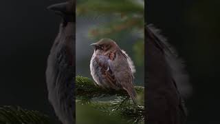 A Small Brown Bird Finds Happiness in a Cozy Birdhouse  Sparrow Delight [upl. by Poppy835]