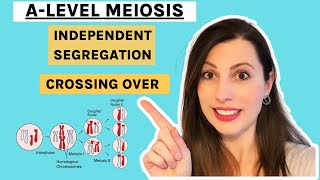 MEIOSIS ALevel Biology  How CROSSING OVER and INDEPENDENT SEGREGATION introduce genetic variation [upl. by Asiluy]