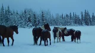 Tigerlily’s Band in Early Winter [upl. by Held]