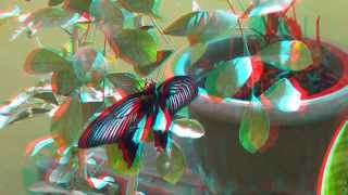 The butterflies 3D anaglyph Full HD 1080p [upl. by Ainocal511]