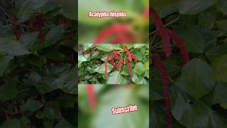 Acalypha hispida chenille plants is tropical shrubs wd long fuzzy bright red flowers [upl. by Lectra]