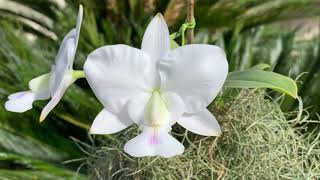 Cattleya walkeriana semi alba quotGaneshaquot TE [upl. by Rooney871]