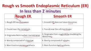 Differences between rough and smooth endoplasmic reticulum  Rough ER vs Smooth ER [upl. by Annaili]