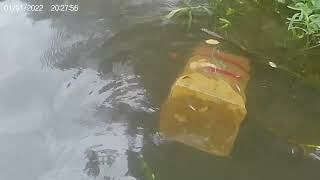 Catching Australian native fish at a awesome creek  Creeks and rivers [upl. by Sissel711]