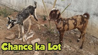 Chance ka Lot in Hyderabad Attapur  Desi amp Sirohi Goats lot Available  Saste Bakriya [upl. by Declan625]