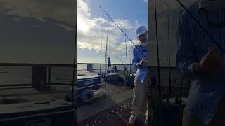 PIER FISHING NAVARRE FLORIDA fyp viralvideo kingfish fishing fishingvideo navarre ytshorts [upl. by Iinden]