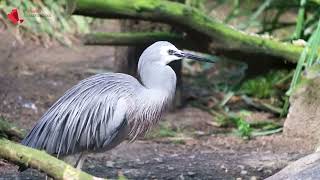 Weißwangenreiher im Tierpark Berlin [upl. by Akemit]