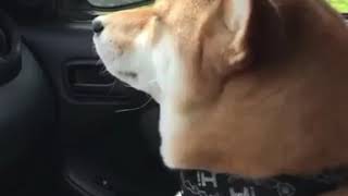 Amazing dog dancing in a car [upl. by Allrud528]