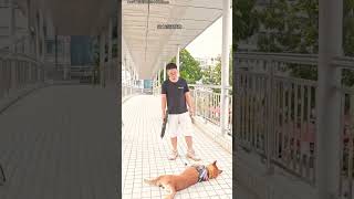 I am training my dogs shortvideos pets [upl. by Tewfik597]