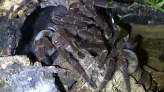 Theraphosa blondi Paarung mating  Dance of the Titans [upl. by Freddie786]