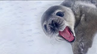 This Seal Sounds Like a Man [upl. by Knight908]