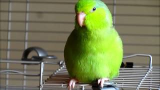 Valentino the Singing Parrotlet [upl. by Tankoos]