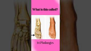 What is this called Foot 🦶👣 Anatomy 👈youtube ytshorts foot anatomy [upl. by Dygal]