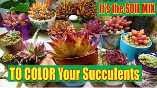 How to make a SUCCULENT ADVANCE Soil Mix [upl. by Nellak65]