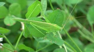 リュウキュウツユムシ♂（ツユムシ科） Phaneroptera gracilis 2024年5月 沖縄本島 [upl. by Lohman]