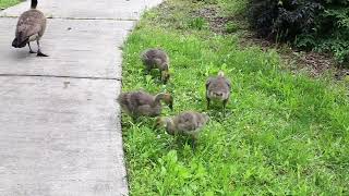 Two Geese watching over their Baby Goslings [upl. by Bergmans]