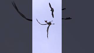 Peregrine falcon attack and warning pelican falcon wildlife birdofprey birds [upl. by Yllah]