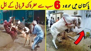 Pakistan Main 6 Sab Sy Khaternak Qurbani K Janwar  Eid Al Adha 2023  NYKI [upl. by Ynattib922]