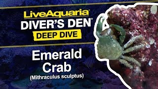 LiveAquariaÂ® Diverâ€™s DenÂ® Deep Dive Emerald Crab Mithraculus sculptus [upl. by Retnyw]