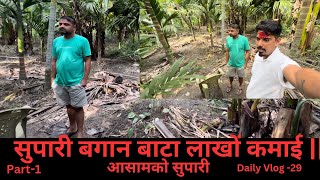 Supari Bagan Bata Lakhou Kamai  Assam ko Supari  Daily Diaries  Daily Vlog 29 [upl. by Charbonnier]