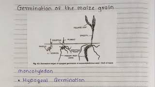 Biology Project  Study of different types of seed germination [upl. by Paterson]