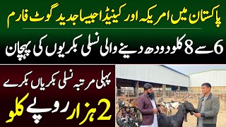 Goat Farming Business idea in pakistan [upl. by Nyleek]