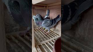 Pairs for this year Which is your favorite pigeon racingpiegons breeding [upl. by Norita486]