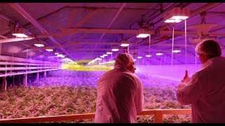 Aphria Inc TSEAPH Leamington Cannabis Grow Operations [upl. by Trub]