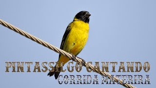 Pintassilgo cantando corrida na natureza para ensinamento de filhotes e estímulo de canto [upl. by Nanerb]