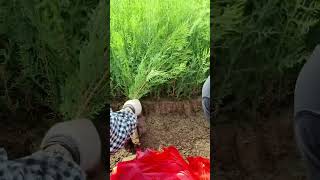 Planting of Platycladus arborvitae seedlings Arborvitae tree [upl. by Harness]