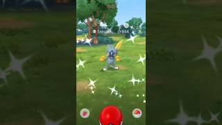 Shiny Hisuian Sneasel shorts Pokemon Go pokemon shinypokemon [upl. by Letsyrk73]