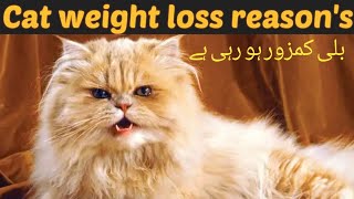 What causes a cat to lose weight  my cat is losing weight but still eating  Drhira saeed [upl. by Ximena]