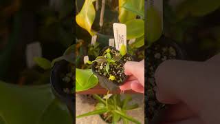 Two new Nepenthes nepenthes carnivorousplants plants gardening nature [upl. by Eanel]