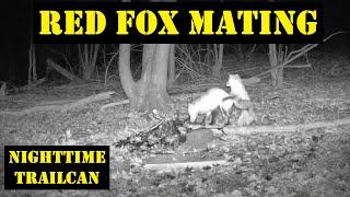 Trail Camera Red Fox Mating [upl. by Aneema]