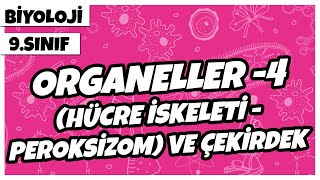 9 Sınıf Biyoloji  Organeller 4 Hücre İskeleti – Peroksizom ve Çekirdek [upl. by Nikos623]