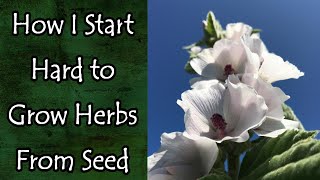 How I Start Hard to Grow Herbs From Seed [upl. by Blackmun]