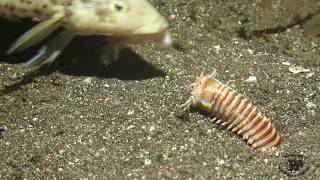 Amazing Feeding to the Bobbit Worm [upl. by Attela]